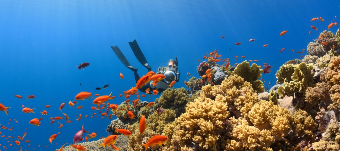 Freitaucher im Roten Meer