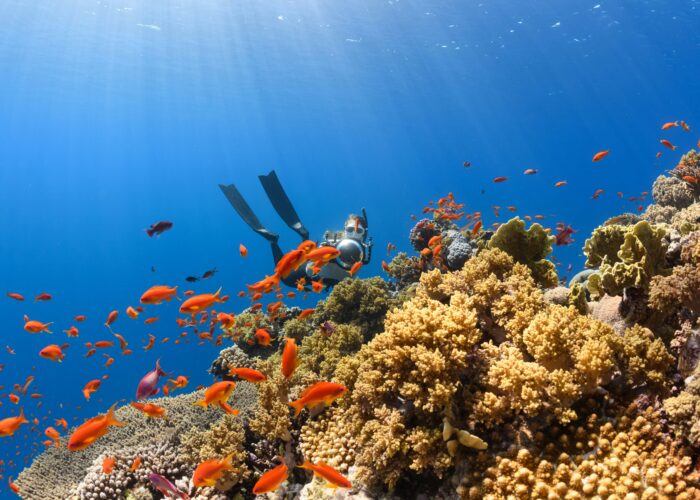 Freitaucher im Roten Meer