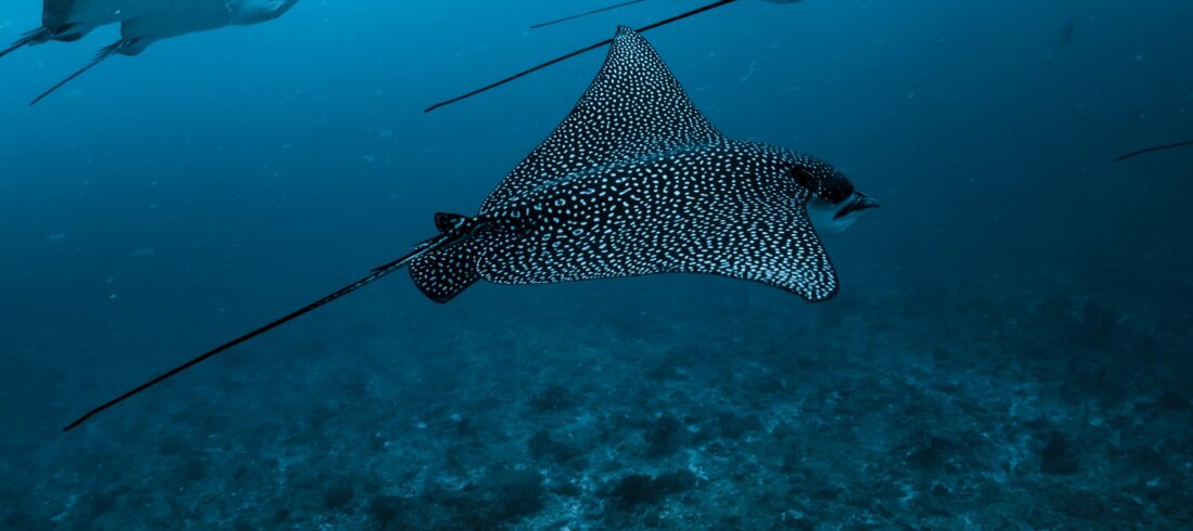 Adlerrochen im Roten Meer