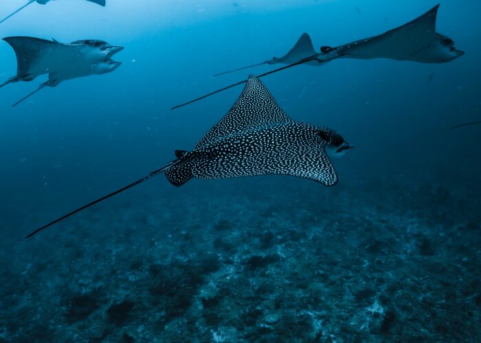 Adlerrochen im Roten Meer