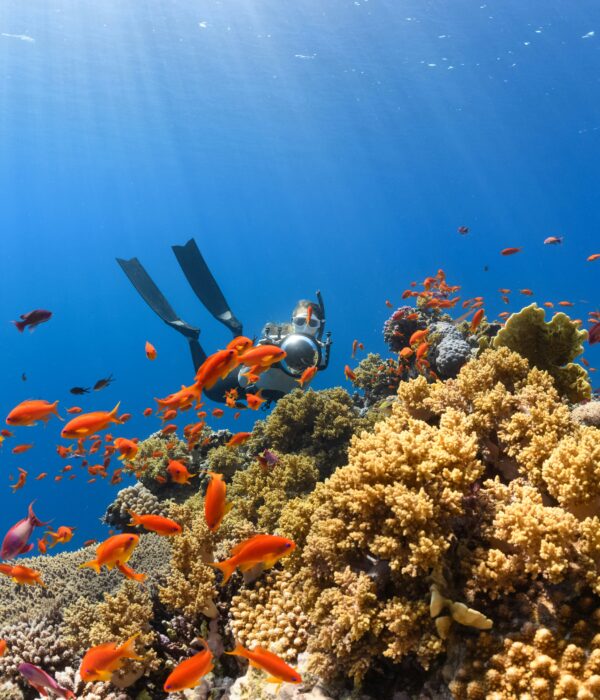 1 Day Diving In Hurghada With Divenemo