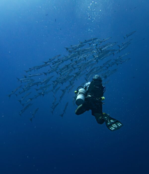 4 Days Diving In Hurghada With Divenemo