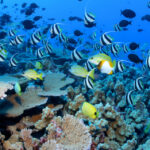 Plongée à Hurghada