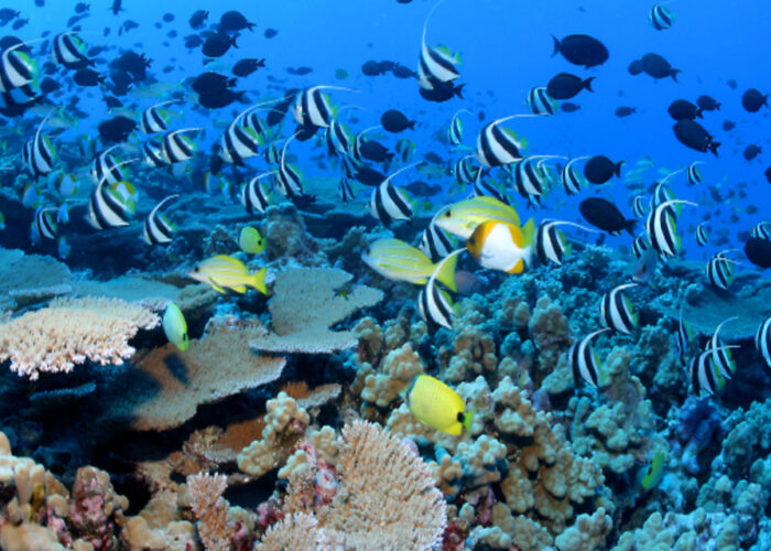 Plongée à Hurghada