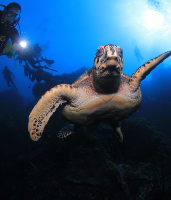 Baptême de plongée Hurghada