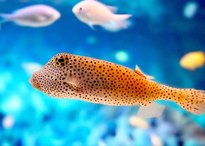 Boxfish swimming over coral reef during PADI diving course with Divenemo in Hurghada Red Sea
