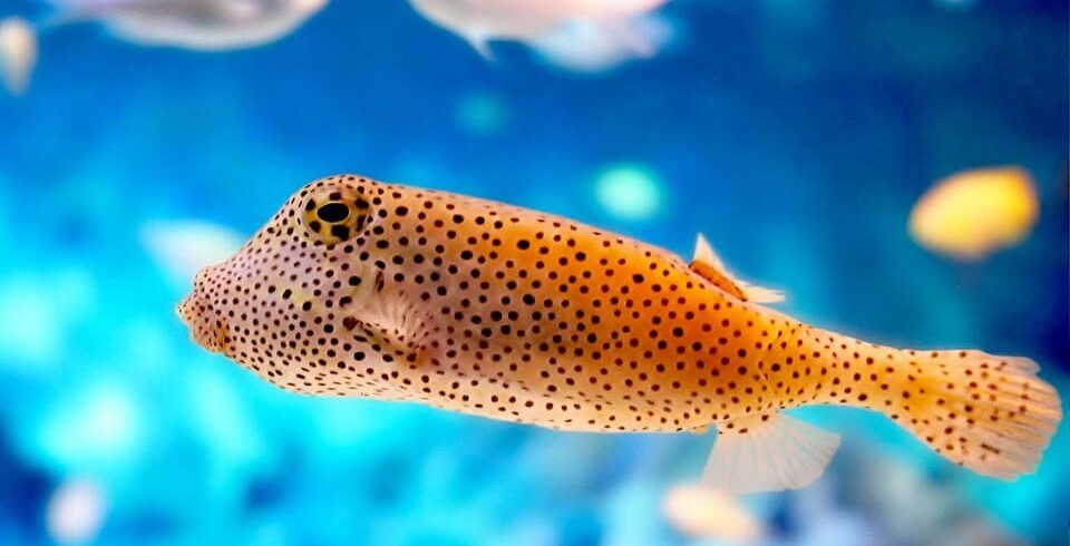Boxfish swimming over coral reef during PADI diving course with Divenemo in Hurghada Red Sea
