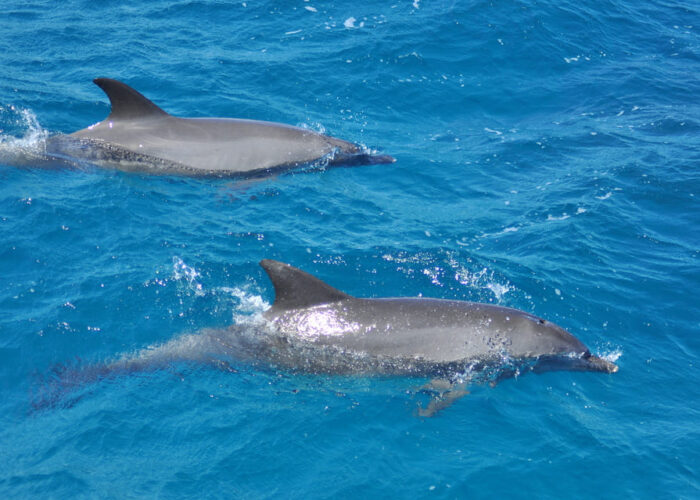 Dolphins in Red Sea