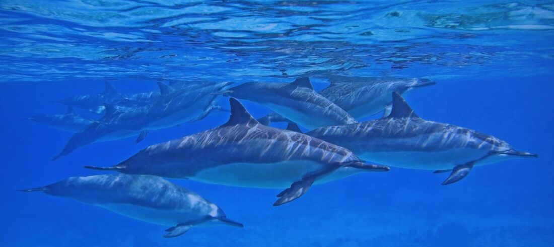 Dolphin In Red Sea with Dive nemo Diving Center