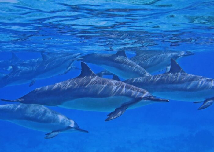 Dolphin In Red Sea with Dive nemo Diving Center