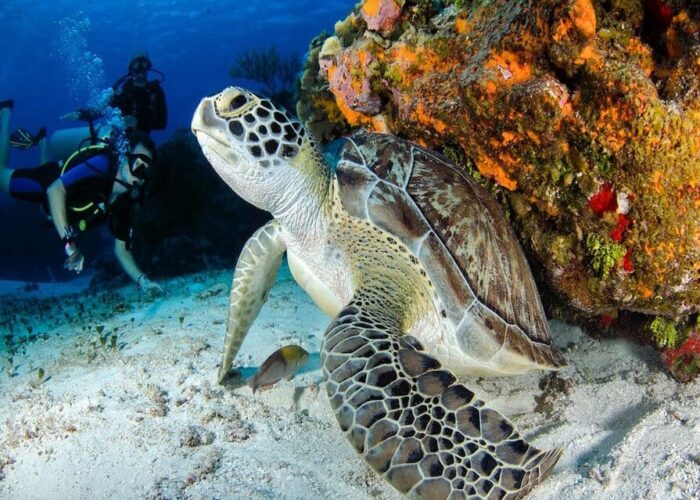 PADI Divemaster Course