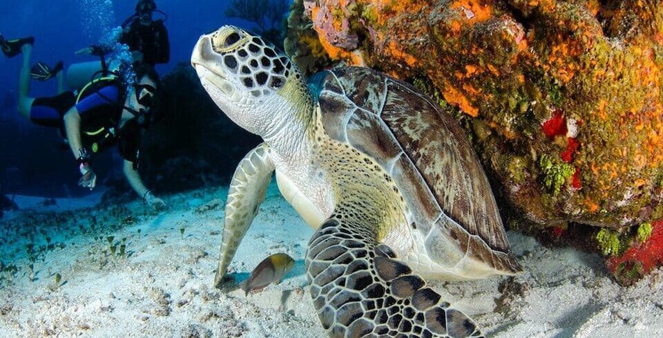 PADI Divemaster Course