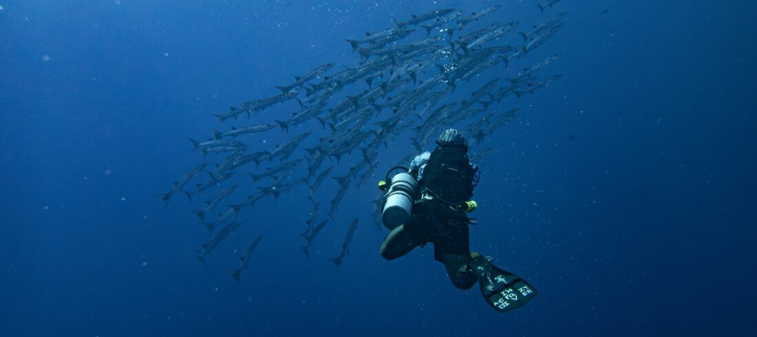 Diving Hurghada with Divenemo Diving Center