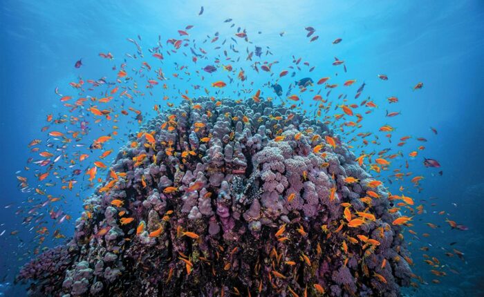 Dive Sites in Hurghada Redsea