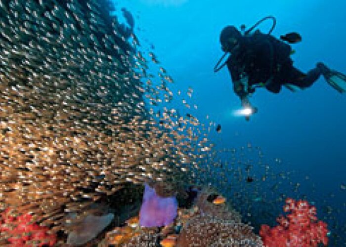 Red Sea Diving Trips
