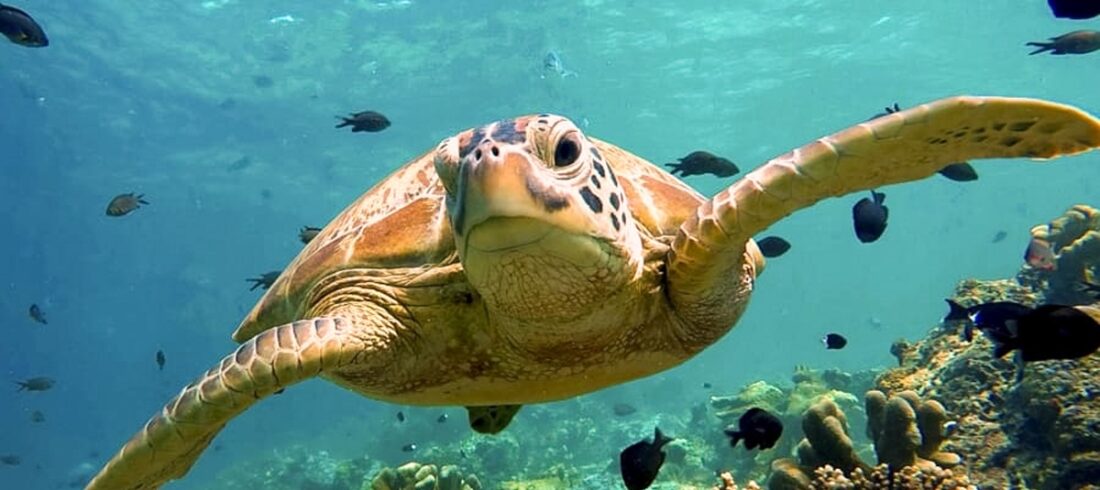 Open Water Guide – How the PADI Course Works