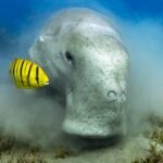 dive with Dugong Marsa Alam sea cow feeding on sandy seagrass bottom