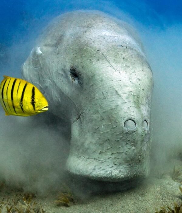 dive with Dugong Marsa Alam sea cow feeding on sandy seagrass bottom