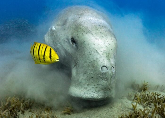 dive with Dugong Marsa Alam sea cow feeding on sandy seagrass bottom